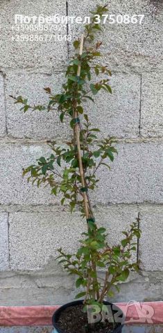 Индийският люляк (Lagerstroemia indica) , снимка 3 - Градински цветя и растения - 46532253