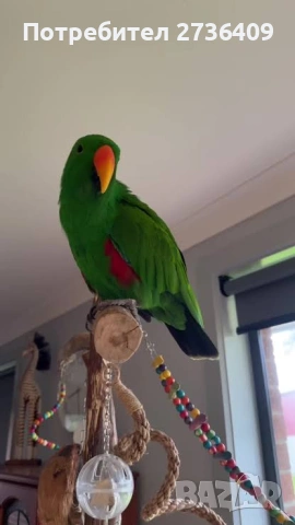 Благороден папагал Еклектус 