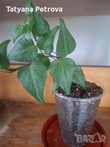 Цветя, стайни растения, бръшлян, розов сингониум., снимка 1