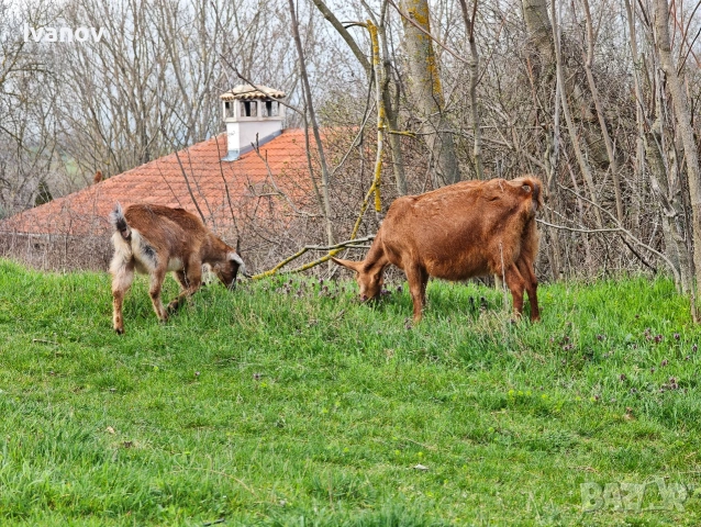 Продавам коза и женско яре, снимка 2 - Кози - 54081356