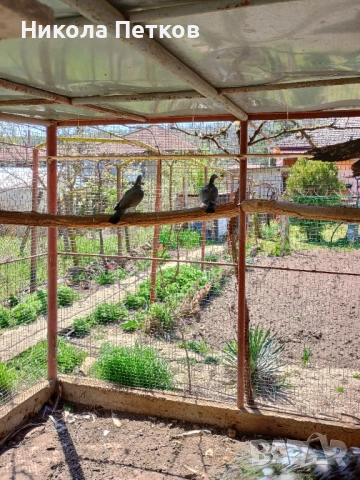 Гривеци , снимка 6 - други­ - 52127132