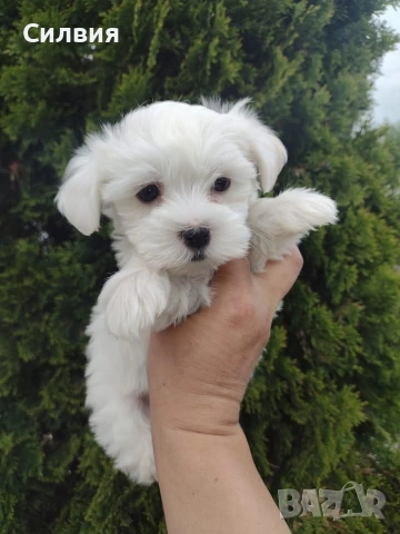 предлагам малтийски болонки , снимка 3 - Болонка - 53167469