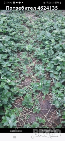 Продавам расад ягоди и малини, снимка 7 - Сортови семена и луковици - 53573340