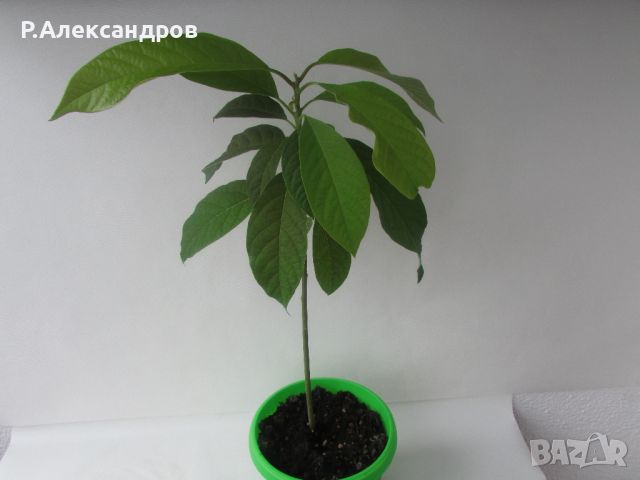 Авокадо високо 42 см, снимка 3 - Градински цветя и растения - 44972320
