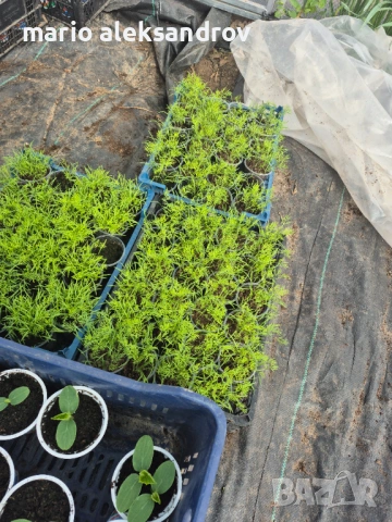 Разсад, снимка 4 - Разсади - 54216181