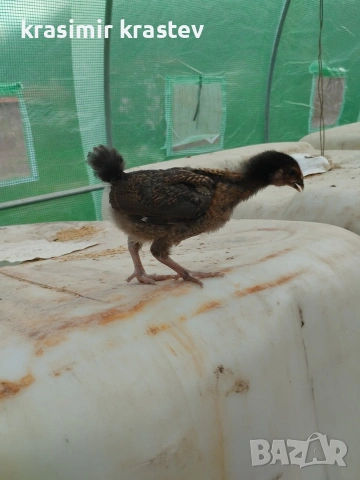 пиленца, пилета, носачки, снимка 3 - Кокошки и пуйки - 53749894