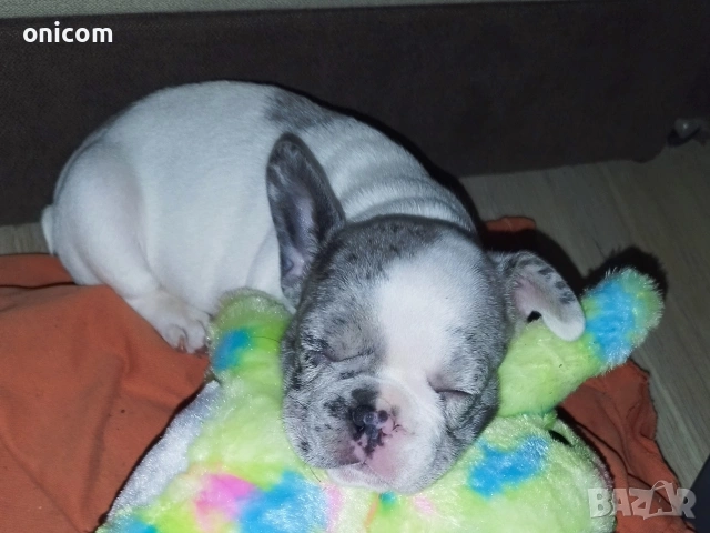 Френски булдог мерле,момче.