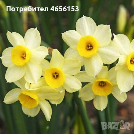 ЛУКОВИЦИ - ЛАЛЕТА , ЕСЕНЕН ЖЪЛТ МИНЗУХАР , МУСКАРИ и НАРЦИС , снимка 11 - Сортови семена и луковици - 53841580