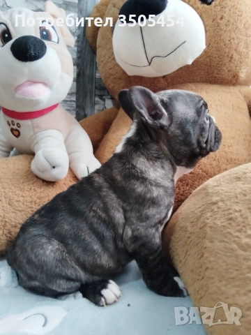 Френски булдок , снимка 6 - Френски булдог - 53276310