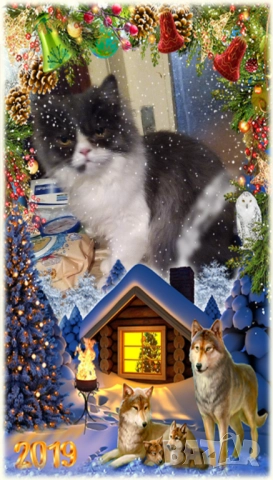  Ваксинирани персийски дългокосмести многоцветни котки с ЕС паспорти,микрочипирани!, снимка 18 - Други - 42172667