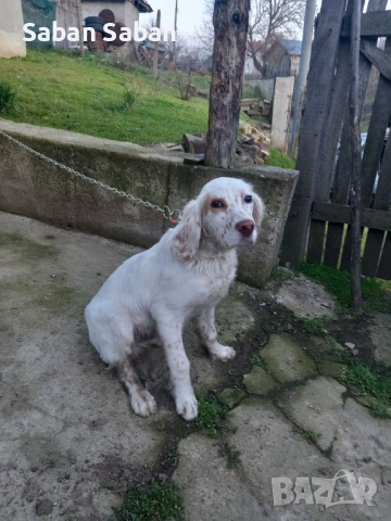 Кучето е на 5 месеца с всички ваксини и обезпаразитявания от работещи родители   , снимка 2 - Английски сетери - 53703702