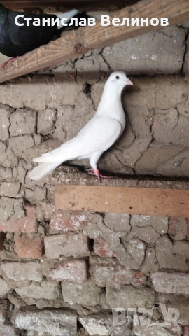 Продавам чифт бели пазарджишки гълъби 