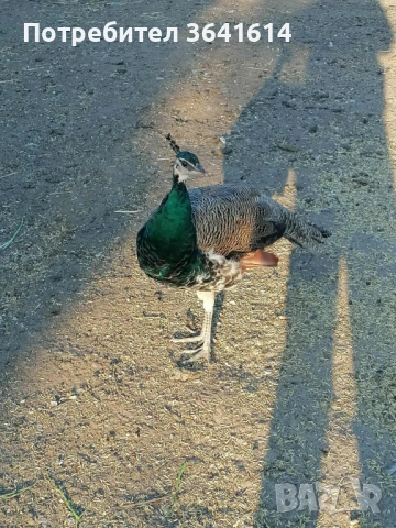 Продавам Пауни чифт, снимка 2 - други­ - 54296314