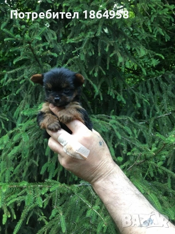 СУПЕР МИНИ ЙОРКИ Доставка, снимка 3 - Йоркширски териер - 52519399