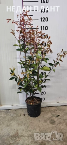 Фотиния "Red Robin", снимка 2 - Градински цветя и растения - 54073987