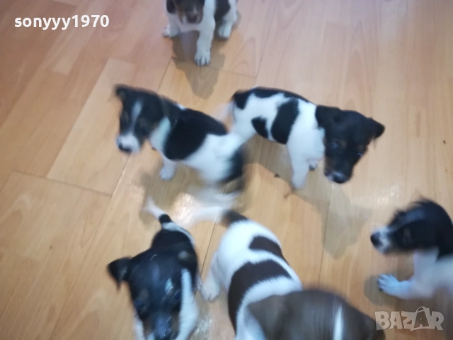 КУЧЕНЦА-ДЖАК РЪСЕЛ 2509252000, снимка 6 - Джак ръсел териер - 51839304