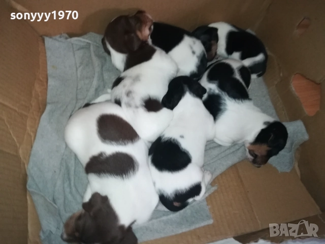 ДЖАК РЪСЕЛ КУЧЕНЦА 250ЛВ ЗА ЕДНО 0609251949, снимка 12 - Джак ръсел териер - 51628068