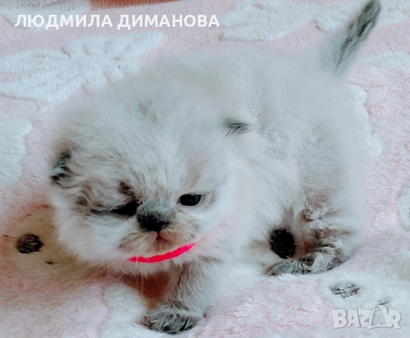 Хималайско момиче със сини очи. , снимка 2 - Персийска - 54181520