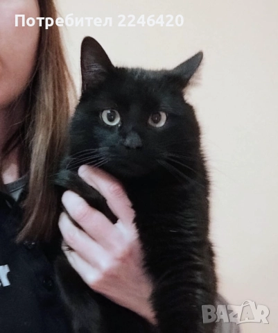 😺 1-годишно момченце от Враца търси ДОМ , снимка 3 - Други - 52893934