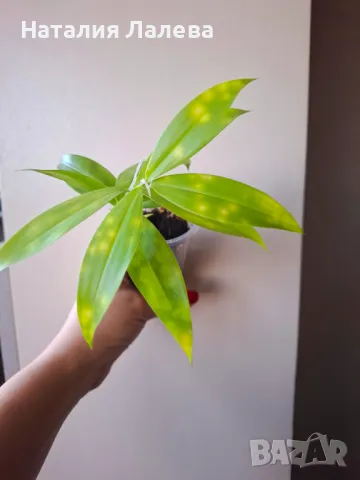 Драцена, Dracena surculosa Mike, снимка 1 - Стайни растения - 49010741