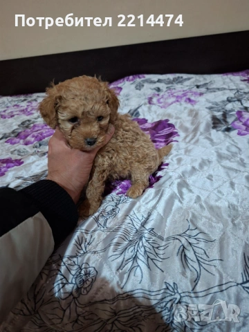 МИНИ ПУДЕЛЧЕ, снимка 9 - Пудели - 53099688