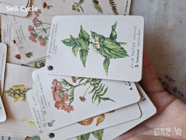 ✅НЕМСКИ КАРТИ - ЛЕЧЕБНИ РАСТЕНИЯ ОТ 1960 Г.❗, снимка 5 - Антикварни и старинни предмети - 54137536