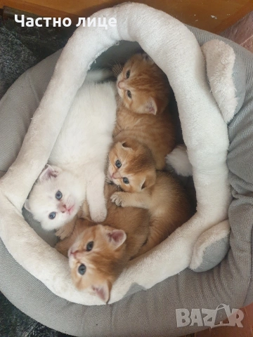 Шотландчета златна чинчила