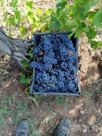 грозде мерло, снимка 1