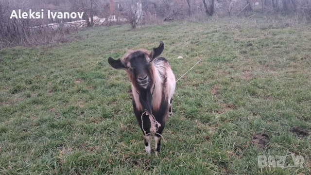 Селско стопански животни