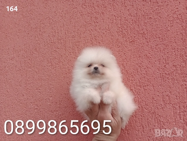 Мъжки и женски Померани. Реални снимки от 22.03.26 г. , снимка 12 - Померан - 53876191