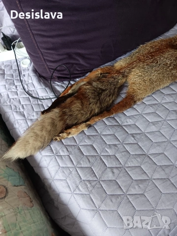 Яка от лисица, снимка 3 - Якета - 53568239