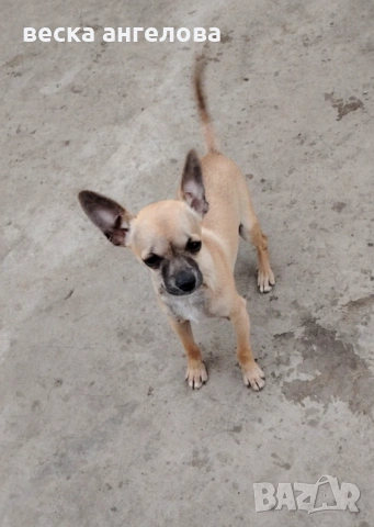 Мини чихуахуа момиче, снимка 2 - Чихуахуа - 54126050