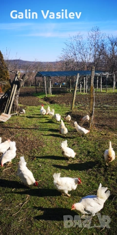 оплодени яйца от БЯЛ ЛЕГХОРН, снимка 3 - Кокошки и пуйки - 53174499