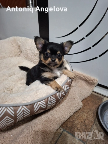 момченце чихуа , снимка 4 - Чихуахуа - 54017955