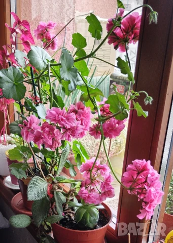 Продавам резници от каскадна дафка/сакъзче