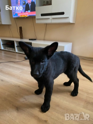 Източно Европейска овчарка