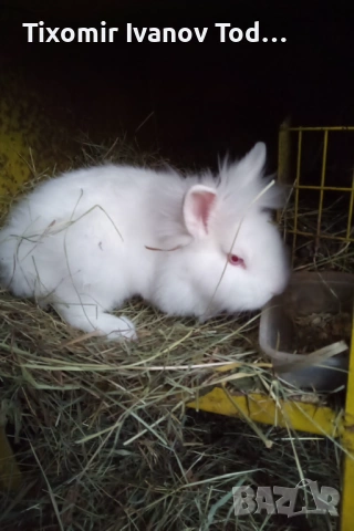 Продавам декоративни зайчета 