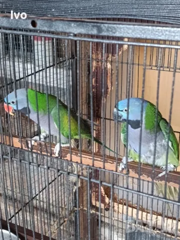 Двойка Китайски Александри 