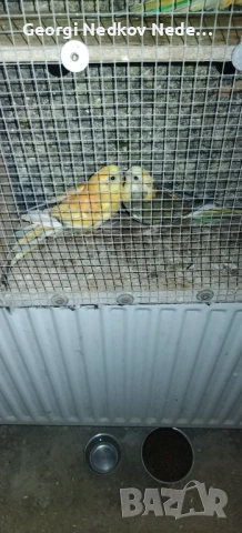 Продавам пойни оранжеви сраки, снимка 4 - Папагали - 53405920