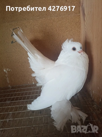 Има още 2 красиви гълъба (мъжки), снимка 2 - Гълъби - 53208663