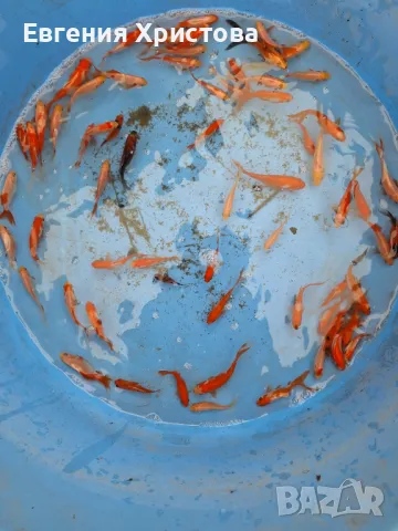 Продавам Езерни златни рибки, снимка 5 - Рибки - 50131784