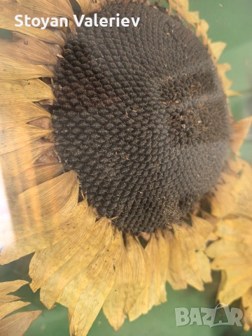 Слънчогледи , снимка 8 - Картини - 53957664