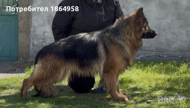 ЖЕНСКА НЕМСКА ОВЧАРКА 