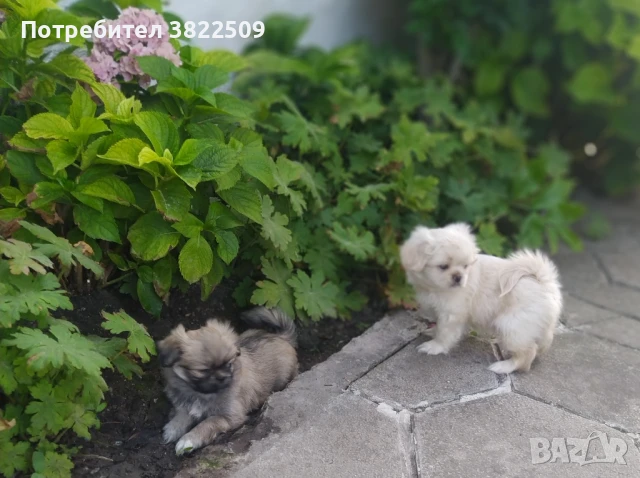 продавам пекинез , снимка 1