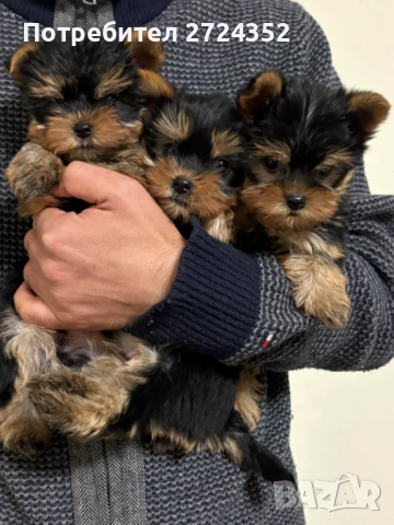 Мини Йорки Бейби фейс, снимка 1