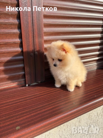 Померан , снимка 3 - Померан - 52839328