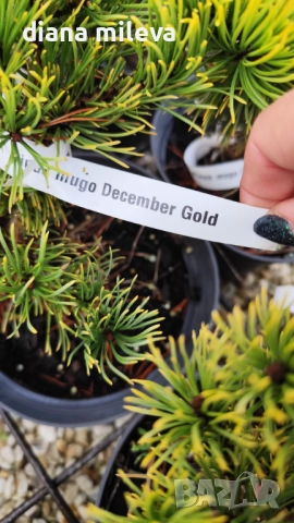 Pinus mugo Dezember gold(Клек Декемврийско злато), снимка 5 - Градински цветя и растения - 52113275