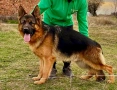 НЕМСКА ОВЧАРКА ШОУ КЛАС !!!, снимка 2