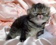 Продавам малки мъжки персийски котета , снимка 1 - Персийска - 42561084
