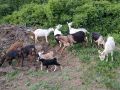 Продавам кози , снимка 1 - Кози - 45952137